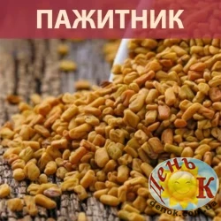 ПАЖИТНИК